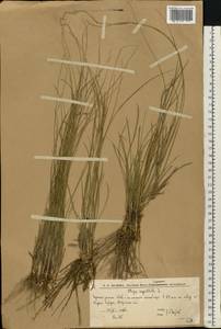 Ковыль волосатик, Тырса L., Восточная Европа, Нижневолжский район (E9) (Россия)