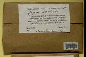 Paludella squarrosa (Hedw.) Brid., Гербарий мохообразных, Мхи - Карелия, Ленинградская и Мурманская области (B4) (Россия)