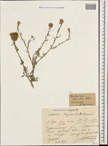 Centaurea alba subsp. sterilis (Stev.) Mikheev, Кавказ, Краснодарский край и Адыгея (K1a) (Россия)