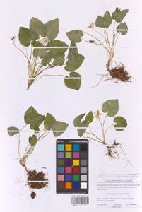 Фиалка Селькирка Pursh ex Goldie, Восточная Европа, Московская область и Москва (E4a) (Россия)
