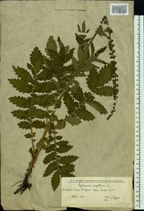 Репешок обыкновенный L., Восточная Европа, Нижневолжский район (E9) (Россия)