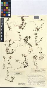 Lamium tschorochense A.P.Khokhr., Зарубежная Азия (ASIA) (Турция)