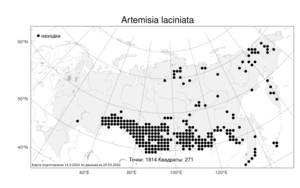 Artemisia laciniata, Полынь рассеченная Willd., Атлас флоры России (FLORUS) (Россия)