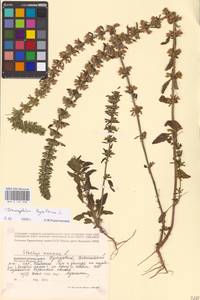 MHA 0 155 938, Змееголовник тимьяноцветковый L., Восточная Европа, Волжско-Камский район (E7) (Россия)