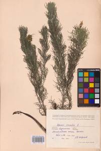 Горицвет весенний, Адонис весенний L., Восточная Европа, Северо-Украинский район (E11) (Украина)