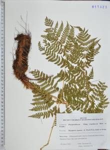 Щитовник распростертый (C.Presl) Fraser-Jenk. & Jermy, Сибирь, Дальний Восток (S6) (Россия)