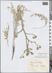 Cousinia oxiana Tscherneva, Средняя Азия и Казахстан, Каракумы (M6) (Туркмения)