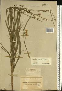 Pseudopodospermum tauricum (M. Bieb.) Vasjukov & Saksonov, Восточная Европа, Южно-Украинский район (E12) (Украина)