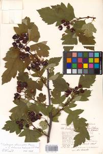 Crataegus chlorosarca × dahurica, Восточная Европа, Московская область и Москва (E4a) (Россия)