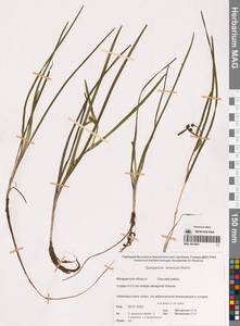 Ежеголовник всплывающий, Ежеголовник всплывший Rehmann, Сибирь, Чукотка и Камчатка (S7) (Россия)