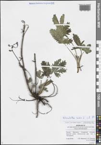 Лапчатка прямая L., Восточная Европа, Средневолжский район (E8) (Россия)