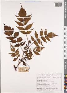 Rubus inopertus (Diels) Focke, Зарубежная Азия (ASIA) (Вьетнам)