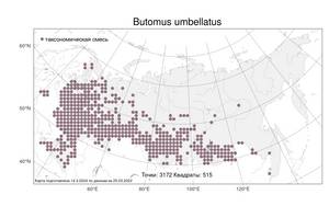 Butomus umbellatus, Сусак зонтичный L., Атлас флоры России (FLORUS) (Россия)