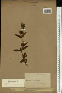 Кривоцвет полевой L., Восточная Европа, Северо-Западный район (E2) (Россия)