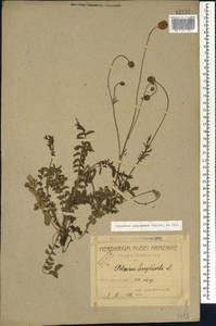 Черноголовник многобрачный (Waldst. & Kit.) Asch. & Graebn., Кавказ, Армения (K5) (Армения)