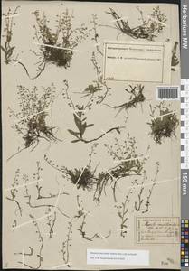 Myosotis laxa subsp. baltica (Sam.) Hyl. ex Nordh., Восточная Европа, Центральный лесной район (E5) (Россия)