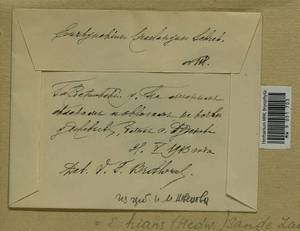 Oxyrrhynchium hians (Hedw.) Loeske, Гербарий мохообразных, Мхи - Центральное Нечерноземье (B6) (Россия)