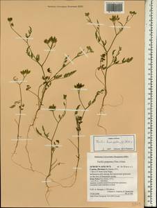 Пупырник тонколистный, Торилис тонколистный (L.) Rchb. fil., Зарубежная Азия (ASIA) (Кипр)