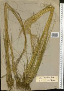 Ковыль Крылова Roshev., Сибирь, Западный (Казахстанский) Алтай (S2a) (Казахстан)