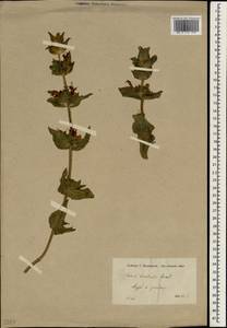 Salvia bracteata Banks & Sol., Зарубежная Азия (ASIA) (Сирия)