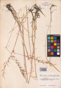 Avenula pubescens (Huds.) Dumort., Восточная Европа, Западный район (E3) (Россия)