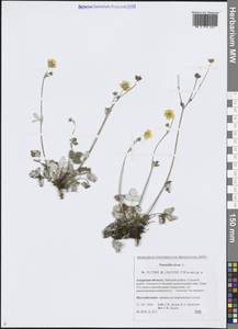 Лапчатка белоснежная, Лапчатка снежная L., Сибирь, Дальний Восток (S6) (Россия)