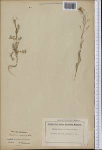 Descurainia pinnata (Walter) Britton, Америка (AMER) (Неизвестно)