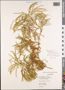 Diphasiastrum complanatum subsp. complanatum, Зарубежная Азия (ASIA) (Вьетнам)