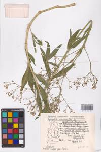 Качим козелецолистный Ser., Восточная Европа, Волжско-Камский район (E7) (Россия)