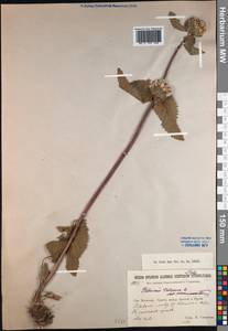 Зопничек клубненосный (L.) Moench, Монголия (MONG) (Монголия)