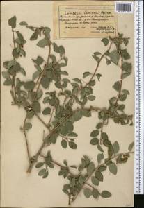 Жимолость Королькова Stapf, Средняя Азия и Казахстан, Западный Тянь-Шань и Каратау (M3) (Киргизия)