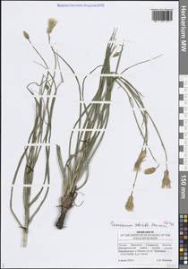 Pseudopodospermum tauricum (M.Bieb.) Vasjukov & Saksonov, Восточная Европа, Средневолжский район (E8) (Россия)