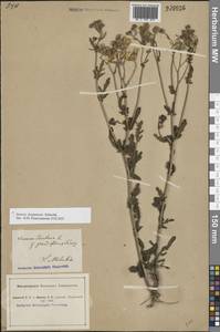 Якобея ферганская (Schischk.) B.Nord., Восточная Европа, Южно-Украинский район (E12) (Украина)