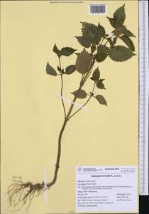 Пикульник обыкновенный L., Западная Европа (EUR) (Италия)