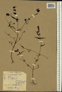 Марьянник луговой L., Восточная Европа, Северо-Западный район (E2) (Россия)