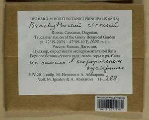 Brachythecium cirrosum (Schwägr.) Schimp., Гербарий мохообразных, Мхи - Северный Кавказ и Предкавказье (B12) (Россия)