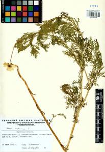 Горицвет сибирский Patrin ex Ledeb., Сибирь, Прибайкалье и Забайкалье (S4) (Россия)