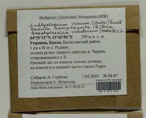 Hygroamblystegium varium (Hedw.) Mönk., Гербарий мохообразных, Мхи - Крым (B3a) (Россия)
