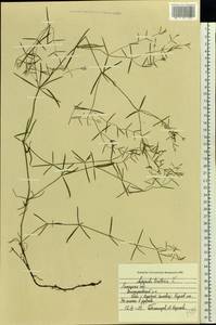 Cynanchica tinctoria (L.) Fourr., Восточная Европа, Центральный лесостепной район (E6) (Россия)