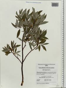 Ива лопарская L., Восточная Европа, Северный район (E1) (Россия)