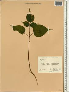 Erythrina, Зарубежная Азия (ASIA) (Вьетнам)
