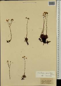 Камнеломка гребенчато-реснитчатая, Монголия (MONG) (Монголия)