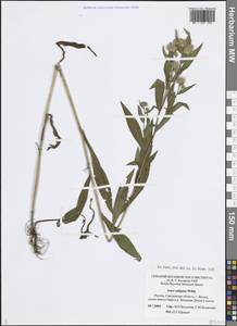 Symphyotrichum × salignum (Willd.) G.L.Nesom, Восточная Европа, Западный район (E3) (Россия)