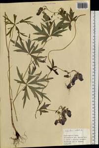 Борец вьющийся Pall., Сибирь, Центральная Сибирь (S3) (Россия)