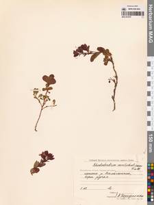 Рододендрон камчатский Pall., Сибирь, Чукотка и Камчатка (S7) (Россия)