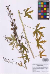 Живокость высокая L., Восточная Европа, Московская область и Москва (E4a) (Россия)