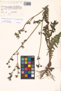 Sonchus oleraceus × asper, Восточная Европа, Московская область и Москва (E4a) (Россия)