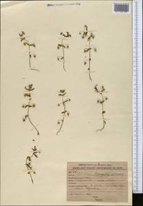 Lysimachia arvensis (L.) U.Manns & Anderb., Средняя Азия и Казахстан, Западный Тянь-Шань и Каратау (M3) (Киргизия)