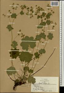 Манжетка щетинистая Juz. ex Majewski, Восточная Европа, Центральный район (E4) (Россия)