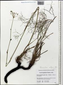 Anethum foeniculum L., Кавказ, Черноморское побережье (от Новороссийска до Адлера) (K3) (Россия)